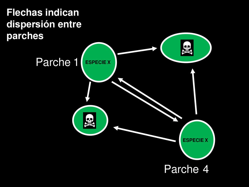 Parche 1 Parche 4 Flechas indican dispersión entre parches ESPECIE X