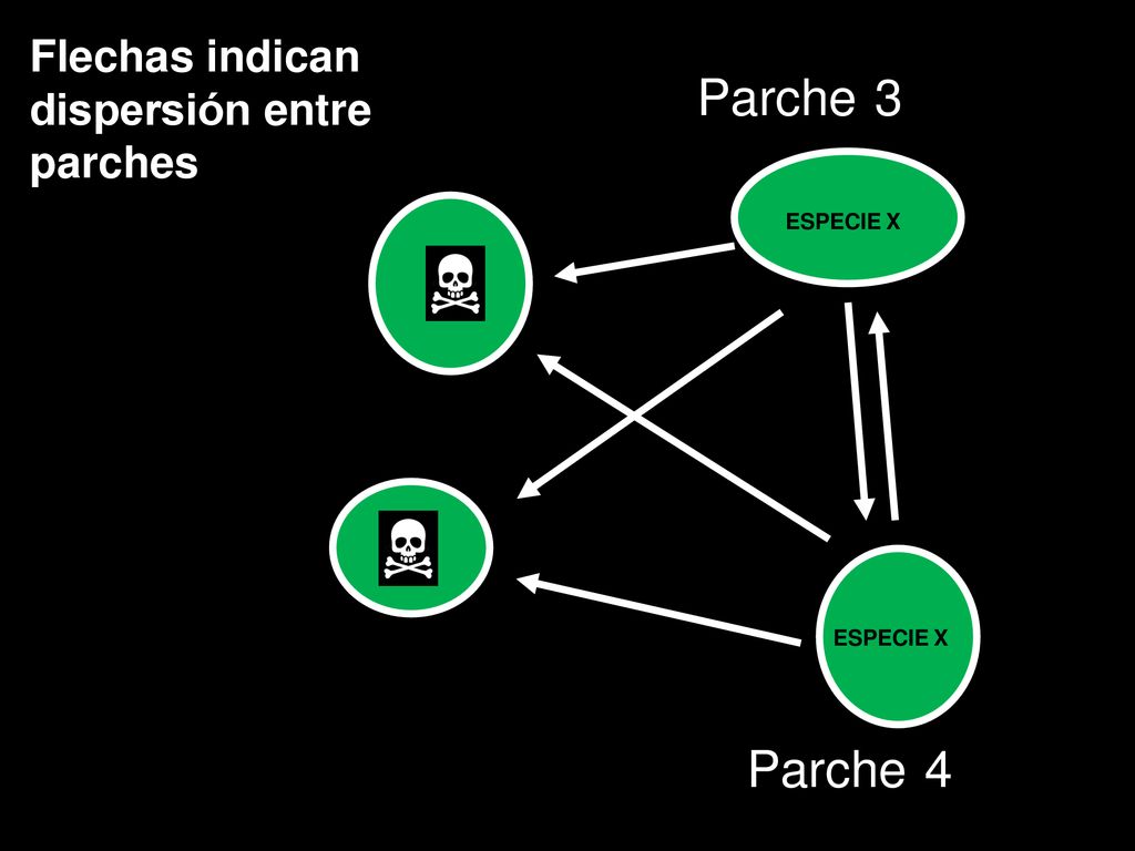 Parche 3 Parche 4 Flechas indican dispersión entre parches ESPECIE X