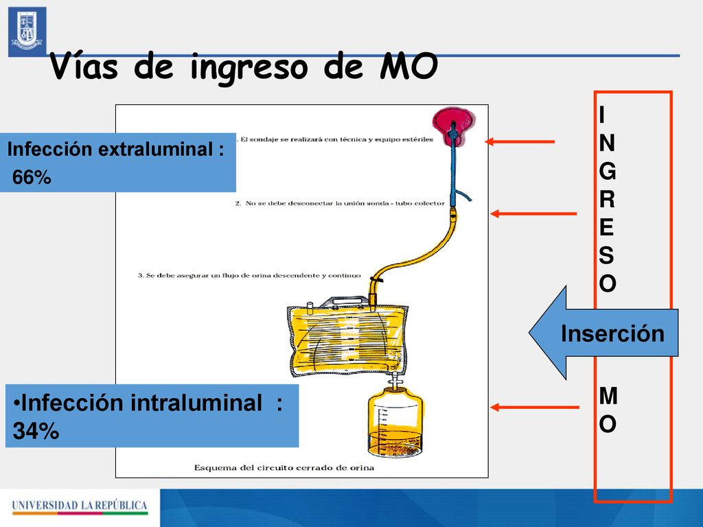 Vías de ingreso de MO I N G R E S O Inserción M