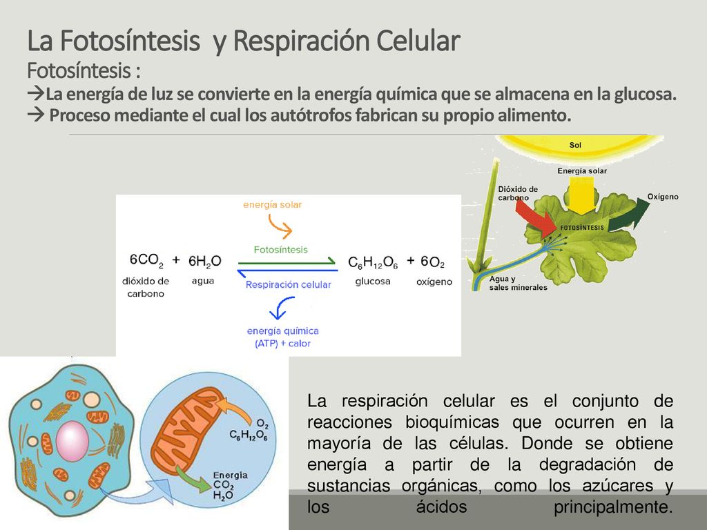 La Fotosíntesis y Respiración Celular Fotosíntesis : La energía de luz se convierte en la energía química que se almacena en la glucosa.  Proceso mediante el cual los autótrofos fabrican su propio alimento.