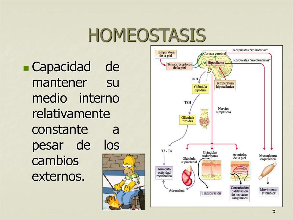 HOMEOSTASIS Capacidad de mantener su medio interno relativamente constante a pesar de los cambios externos.