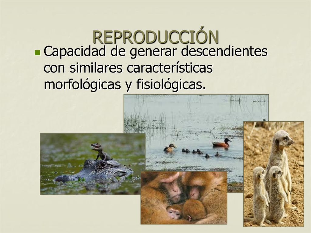 REPRODUCCIÓN Capacidad de generar descendientes con similares características morfológicas y fisiológicas.