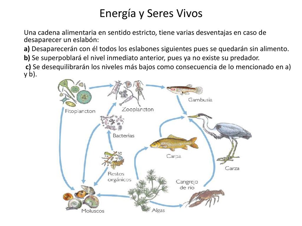 Energía y Seres Vivos Una cadena alimentaria en sentido estricto, tiene varias desventajas en caso de desaparecer un eslabón: