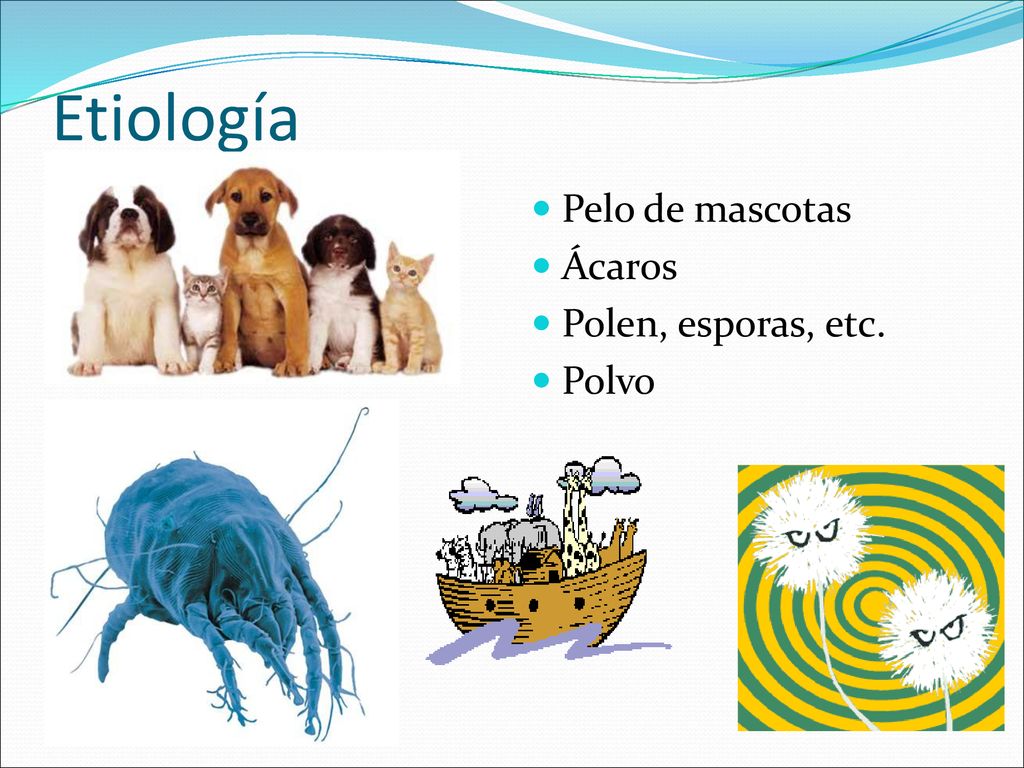 Etiología Pelo de mascotas Ácaros Polen, esporas, etc. Polvo
