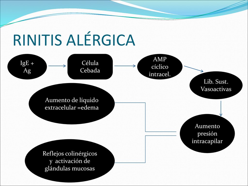 RINITIS ALÉRGICA IgE + Ag Célula Cebada AMP cíclico intracel.
