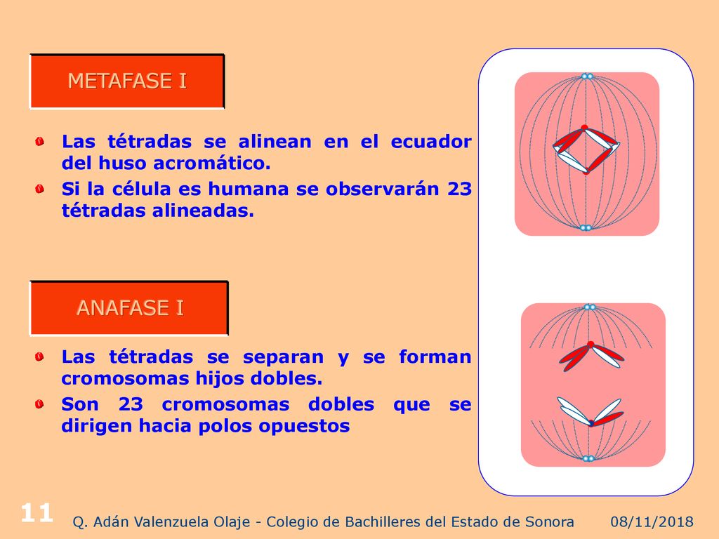 Q. Adán Valenzuela Olaje - Colegio de Bachilleres del Estado de Sonora