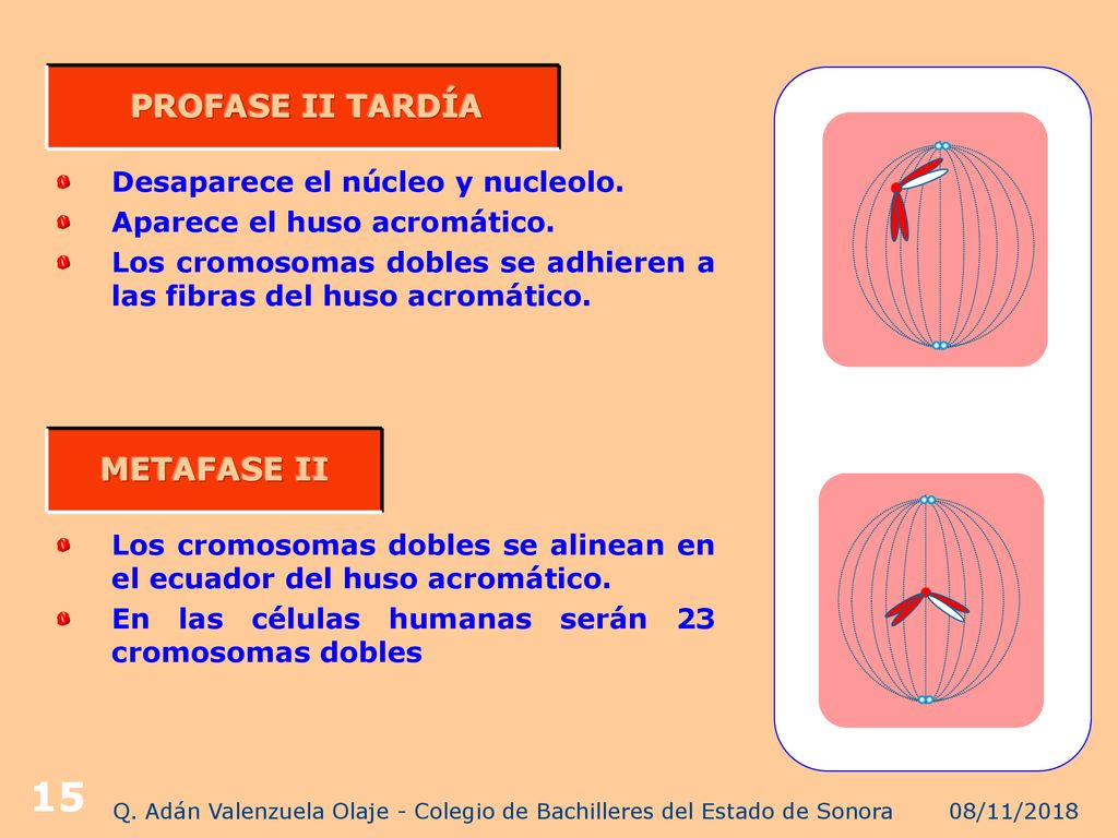 Q. Adán Valenzuela Olaje - Colegio de Bachilleres del Estado de Sonora