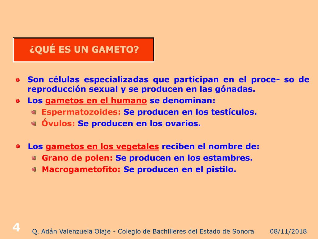 Q. Adán Valenzuela Olaje - Colegio de Bachilleres del Estado de Sonora