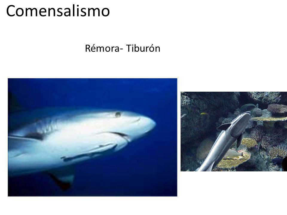 Comensalismo Rémora- Tiburón