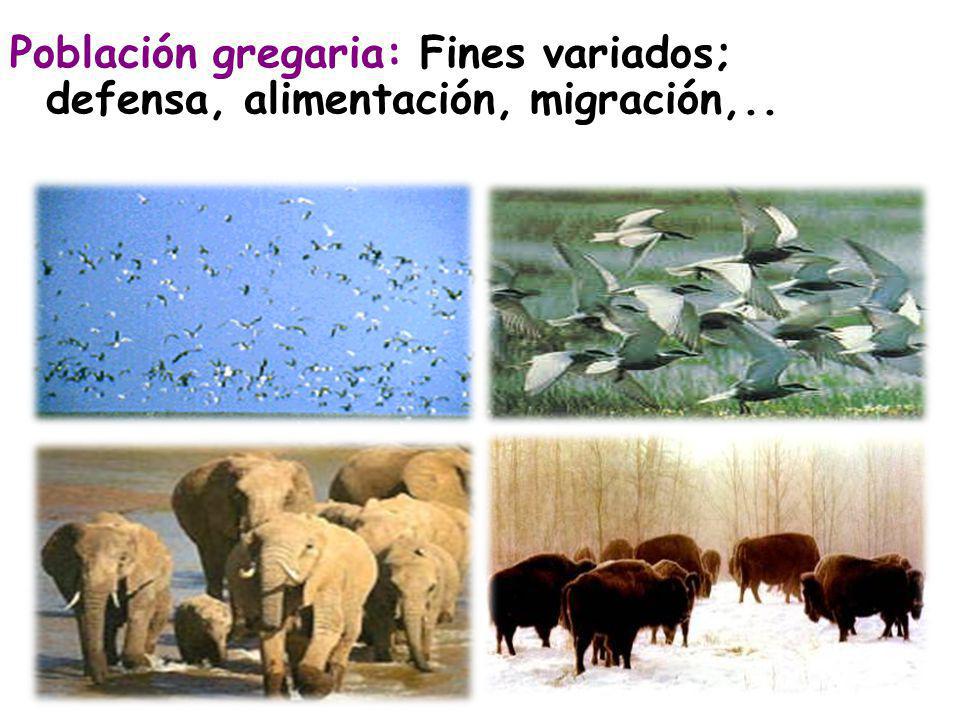 Población gregaria: Fines variados; defensa, alimentación, migración,..