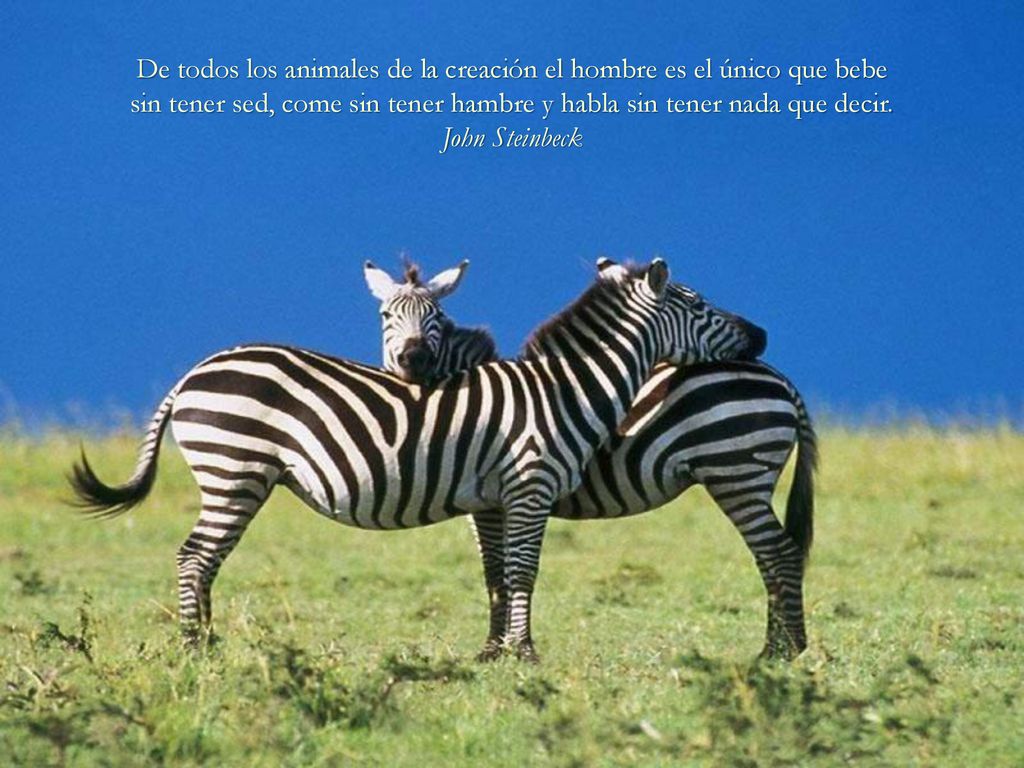 De todos los animales de la creación el hombre es el único que bebe sin tener sed, come sin tener hambre y habla sin tener nada que decir.
