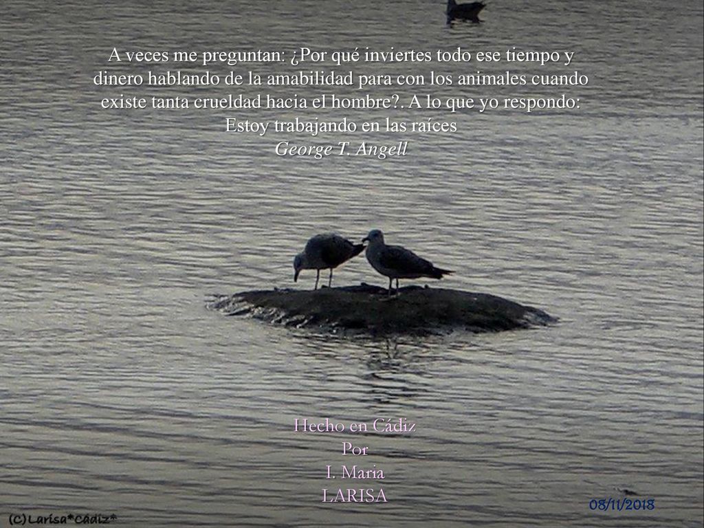 A veces me preguntan: ¿Por qué inviertes todo ese tiempo y dinero hablando de la amabilidad para con los animales cuando existe tanta crueldad hacia el hombre . A lo que yo respondo: Estoy trabajando en las raíces