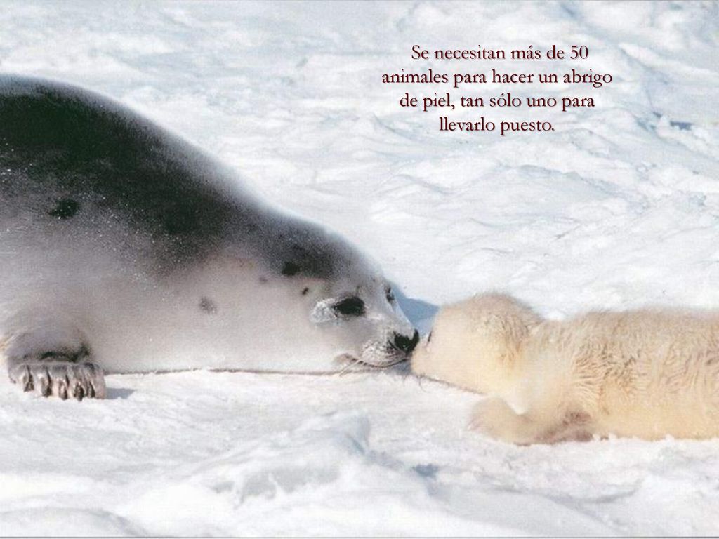 Se necesitan más de 50 animales para hacer un abrigo de piel, tan sólo uno para llevarlo puesto.