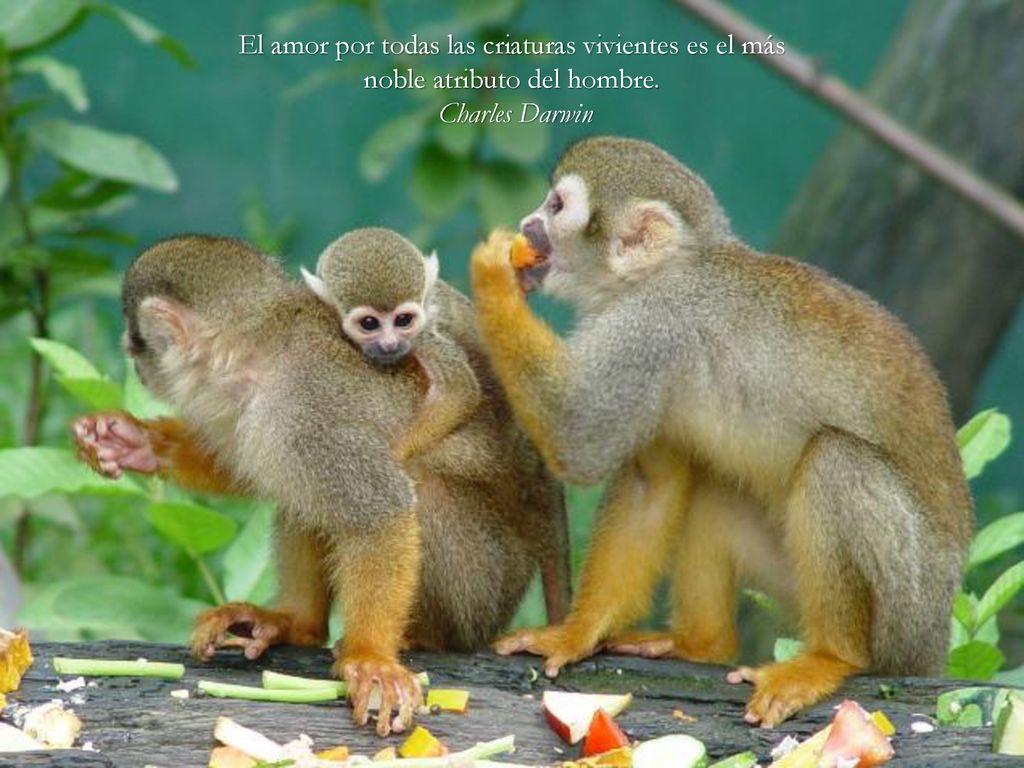 El amor por todas las criaturas vivientes es el más noble atributo del hombre.