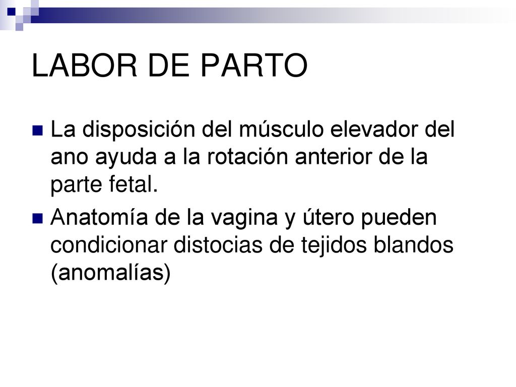 LABOR DE PARTO La disposición del músculo elevador del ano ayuda a la rotación anterior de la parte fetal.