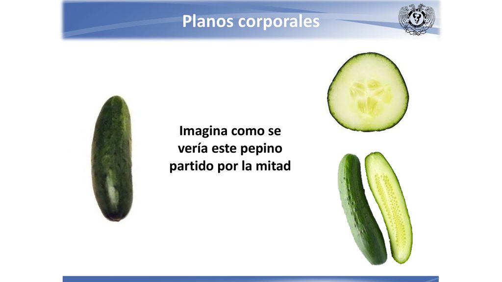 Imagina como se vería este pepino partido por la mitad