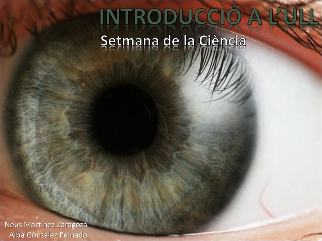INTRODUCCIÓ A L’ULL Setmana de la Ciència Neus Martínez Zaragoza