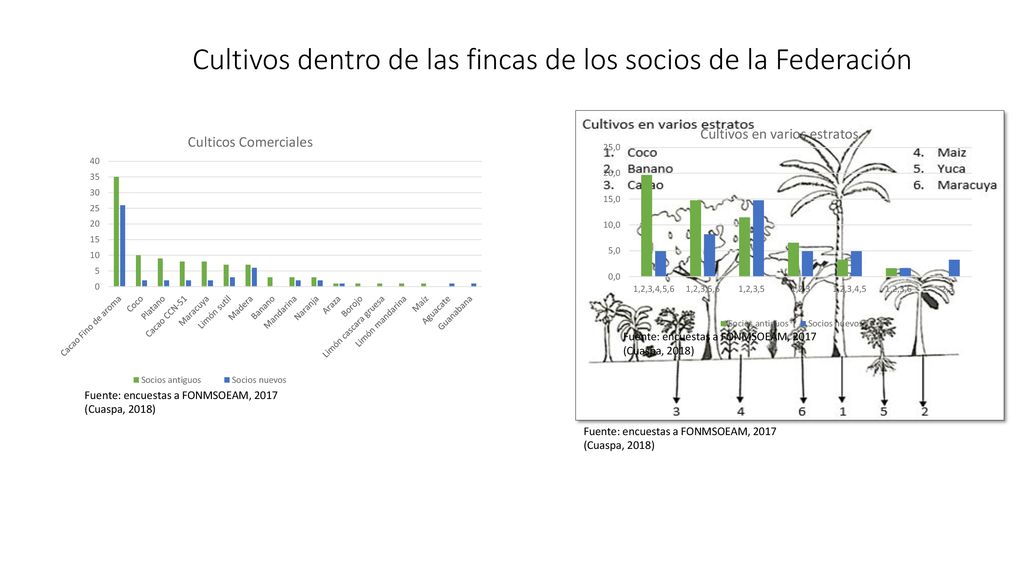 Cultivos dentro de las fincas de los socios de la Federación