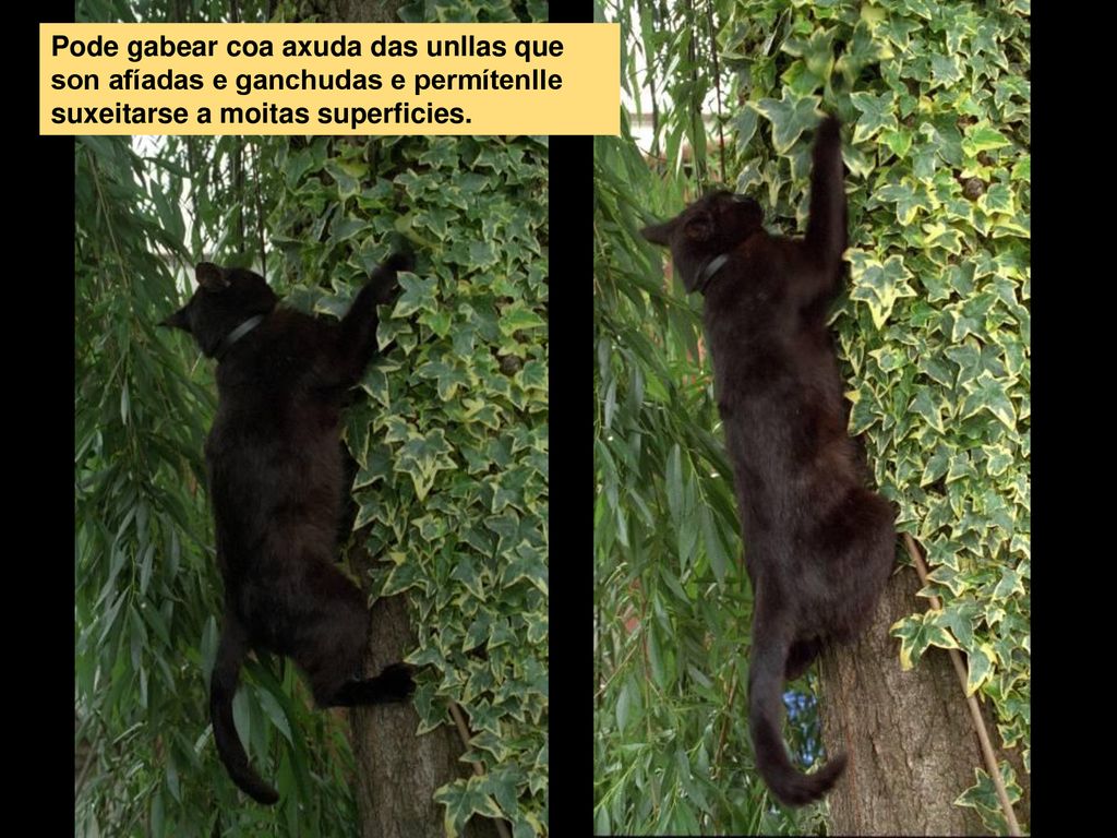 Pode gabear coa axuda das unllas que son afíadas e ganchudas e permítenlle suxeitarse a moitas superficies.