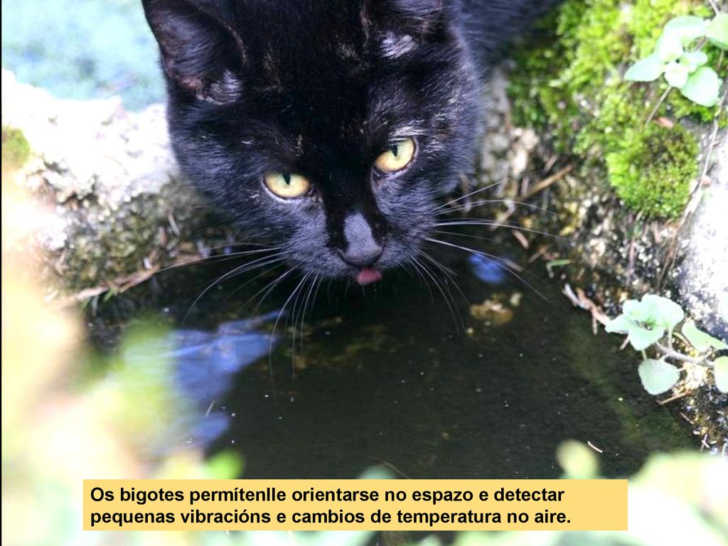 Os bigotes permítenlle orientarse no espazo e detectar pequenas vibracións e cambios de temperatura no aire.