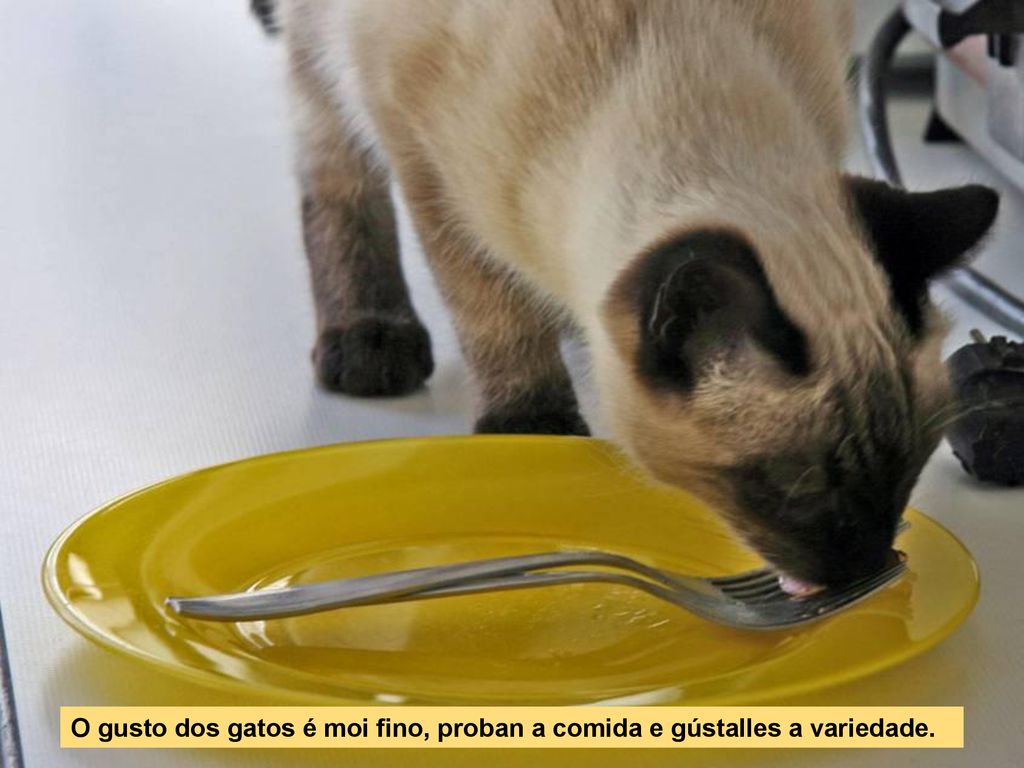 O gusto dos gatos é moi fino, proban a comida e gústalles a variedade.