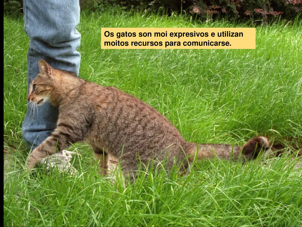 Os gatos son moi expresivos e utilizan moitos recursos para comunicarse.