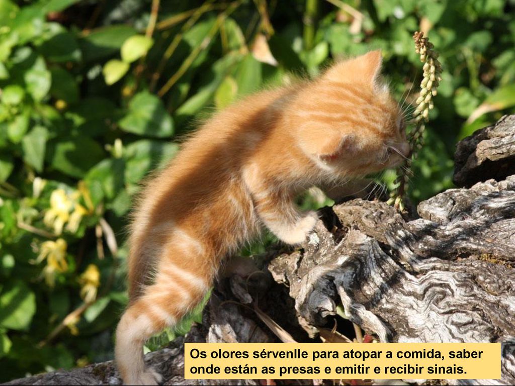 Os olores sérvenlle para atopar a comida, saber onde están as presas e emitir e recibir sinais.