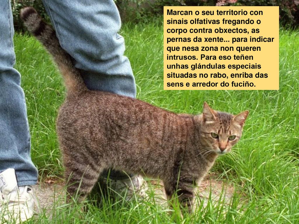 Marcan o seu territorio con sinais olfativas fregando o corpo contra obxectos, as pernas da xente...