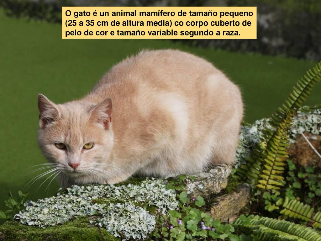 O gato é un animal mamífero de tamaño pequeno (25 a 35 cm de altura media) co corpo cuberto de pelo de cor e tamaño variable segundo a raza.