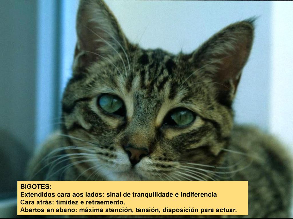 BIGOTES: Extendidos cara aos lados: sinal de tranquilidade e indiferencia. Cara atrás: timidez e retraemento.