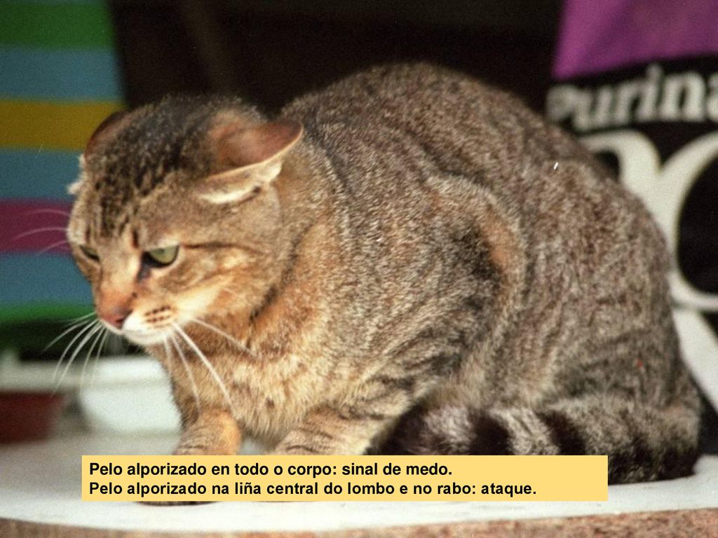 Pelo alporizado en todo o corpo: sinal de medo.