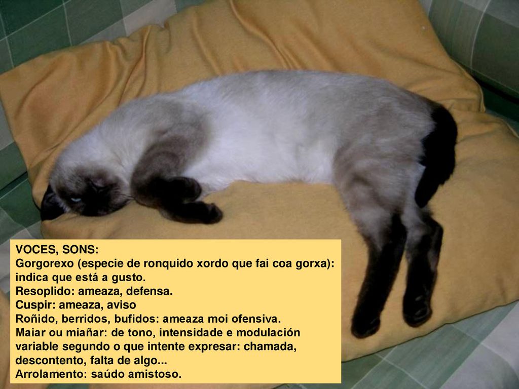 VOCES, SONS: Gorgorexo (especie de ronquido xordo que fai coa gorxa): indica que está a gusto. Resoplido: ameaza, defensa.