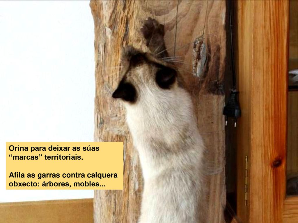 Orina para deixar as súas marcas territoriais.