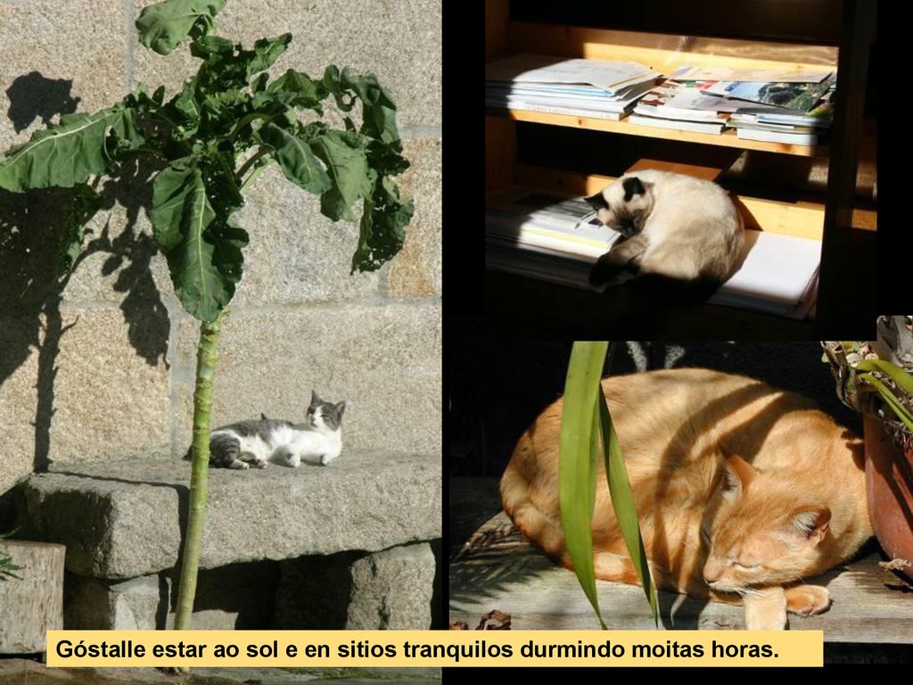 Góstalle estar ao sol e en sitios tranquilos durmindo moitas horas.