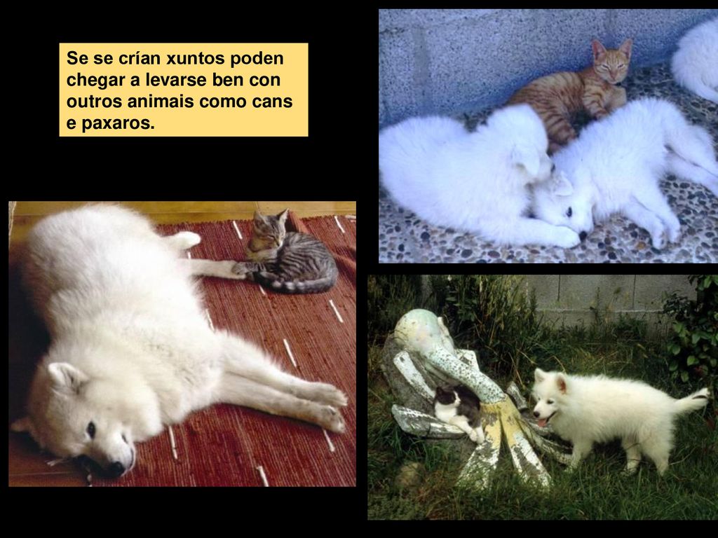 Se se crían xuntos poden chegar a levarse ben con outros animais como cans e paxaros.