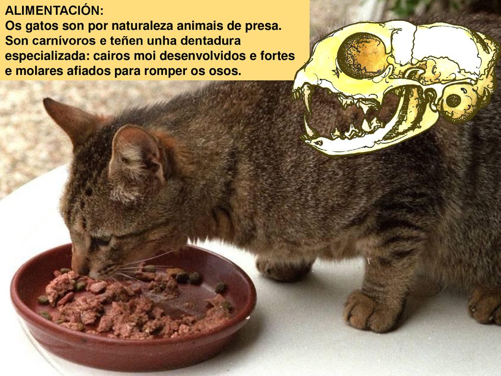 ALIMENTACIÓN: Os gatos son por naturaleza animais de presa.