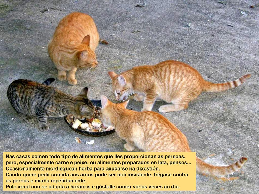 Nas casas comen todo tipo de alimentos que lles proporcionan as persoas, pero, especialmente carne e peixe, ou alimentos preparados en lata, pensos... Ocasionalmente mordisquean herba para axudarse na dixestión.