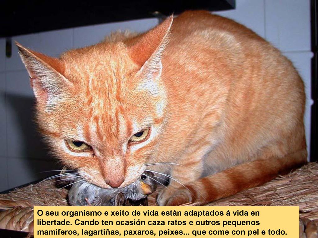 O seu organismo e xeito de vida están adaptados á vida en libertade