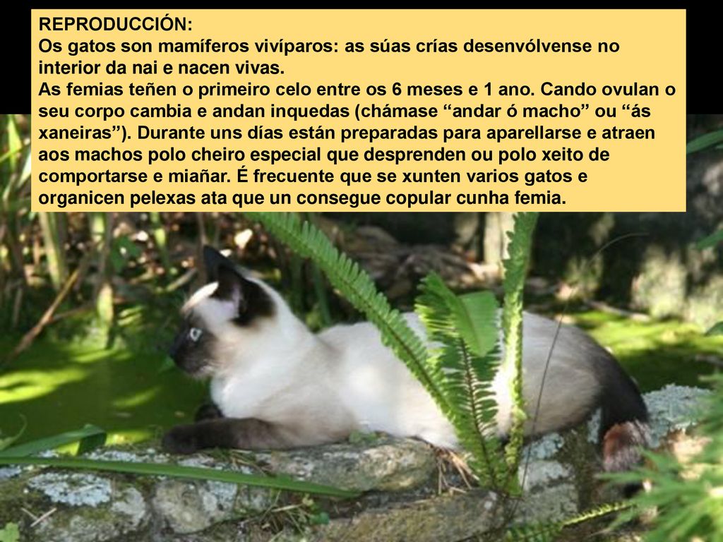 REPRODUCCIÓN: Os gatos son mamíferos vivíparos: as súas crías desenvólvense no interior da nai e nacen vivas.