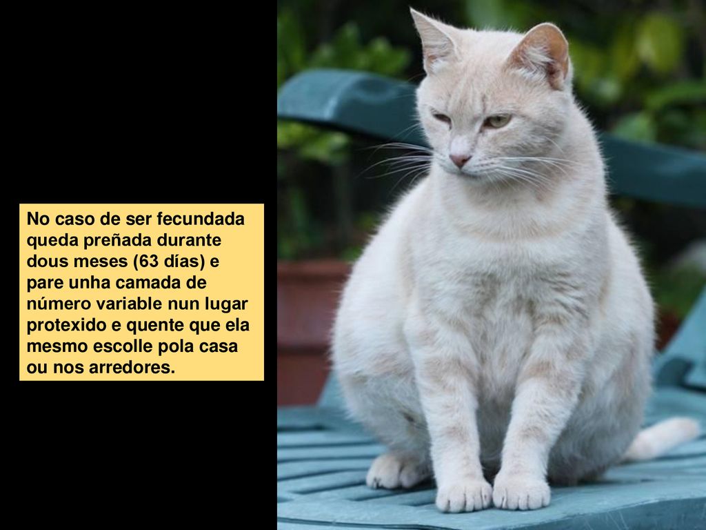 No caso de ser fecundada queda preñada durante dous meses (63 días) e pare unha camada de número variable nun lugar protexido e quente que ela mesmo escolle pola casa ou nos arredores.