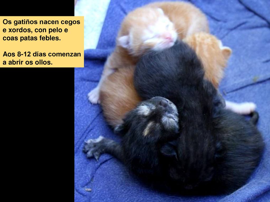 Os gatiños nacen cegos e xordos, con pelo e coas patas febles.