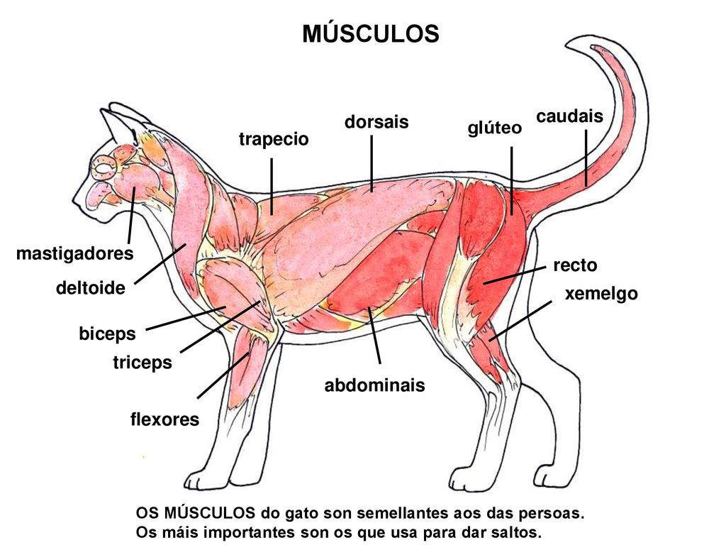 MÚSCULOS caudais dorsais glúteo trapecio mastigadores recto deltoide