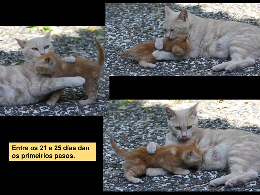 Entre os 21 e 25 días dan os primeirios pasos.