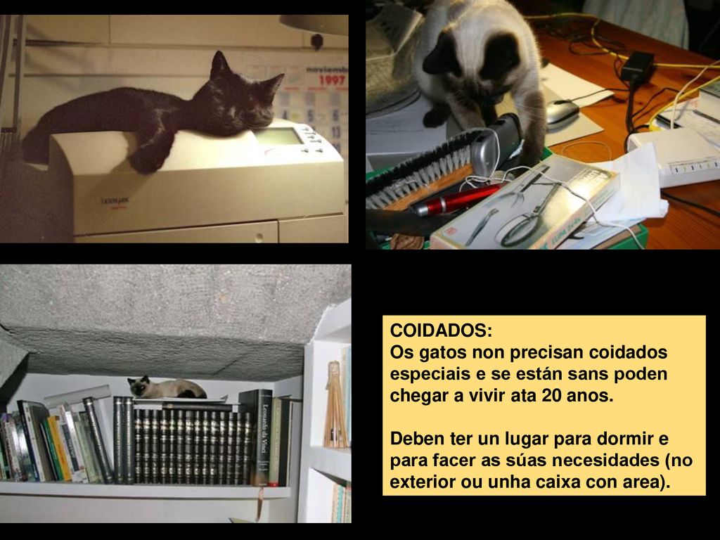 COIDADOS: Os gatos non precisan coidados especiais e se están sans poden chegar a vivir ata 20 anos.
