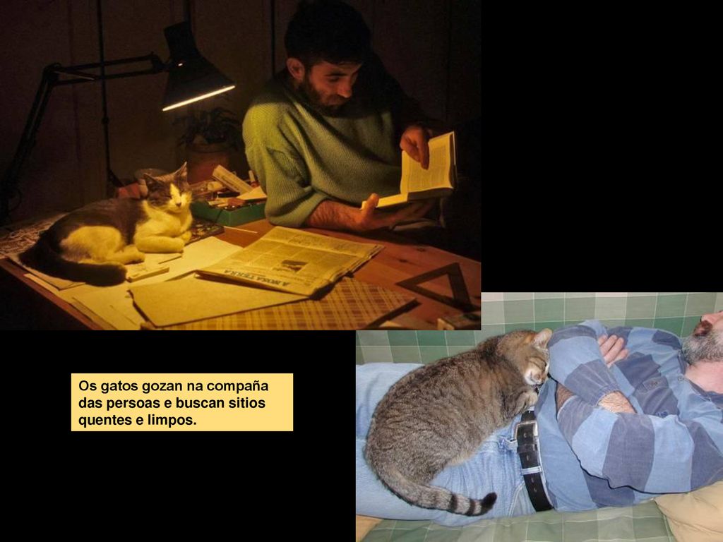 Os gatos gozan na compaña das persoas e buscan sitios quentes e limpos.