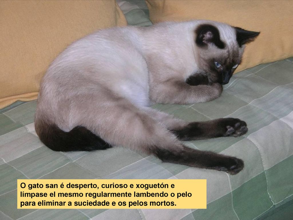 O gato san é desperto, curioso e xoguetón e límpase el mesmo regularmente lambendo o pelo para eliminar a suciedade e os pelos mortos.