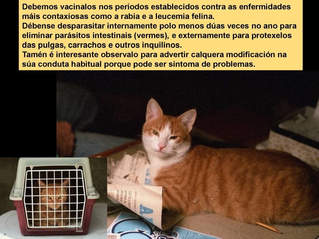 Debemos vacinalos nos períodos establecidos contra as enfermidades máis contaxiosas como a rabia e a leucemia felina.