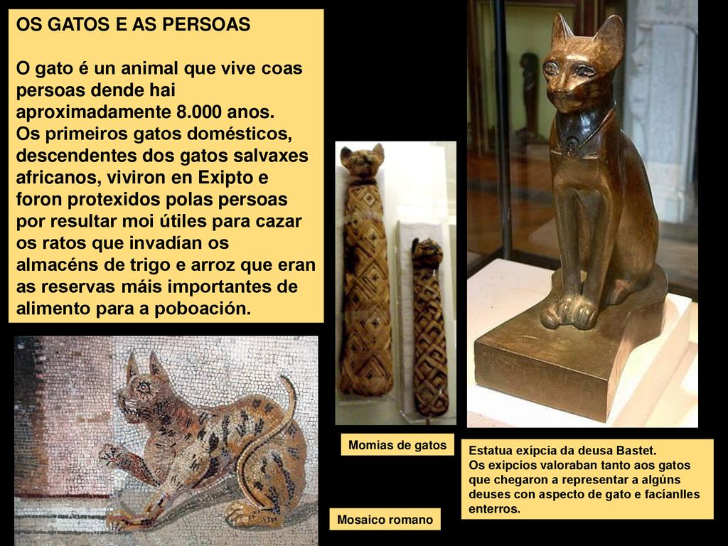 OS GATOS E AS PERSOAS O gato é un animal que vive coas persoas dende hai aproximadamente anos.