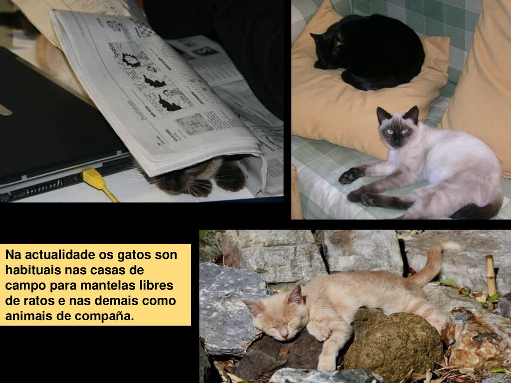 Na actualidade os gatos son habituais nas casas de campo para mantelas libres de ratos e nas demais como animais de compaña.