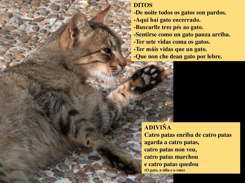 -De noite todos os gatos son pardos. -Aquí hai gato encerrado.